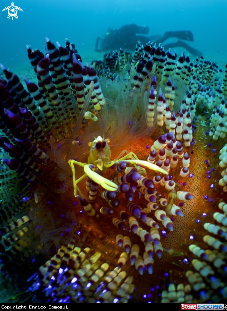 A Fireurchin Shrimp