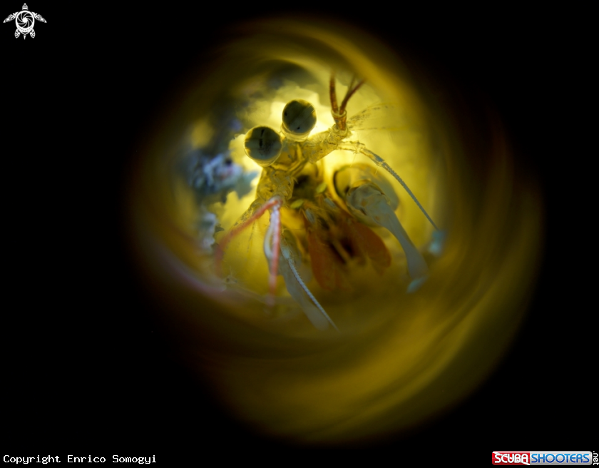 A Mantis Shrimp