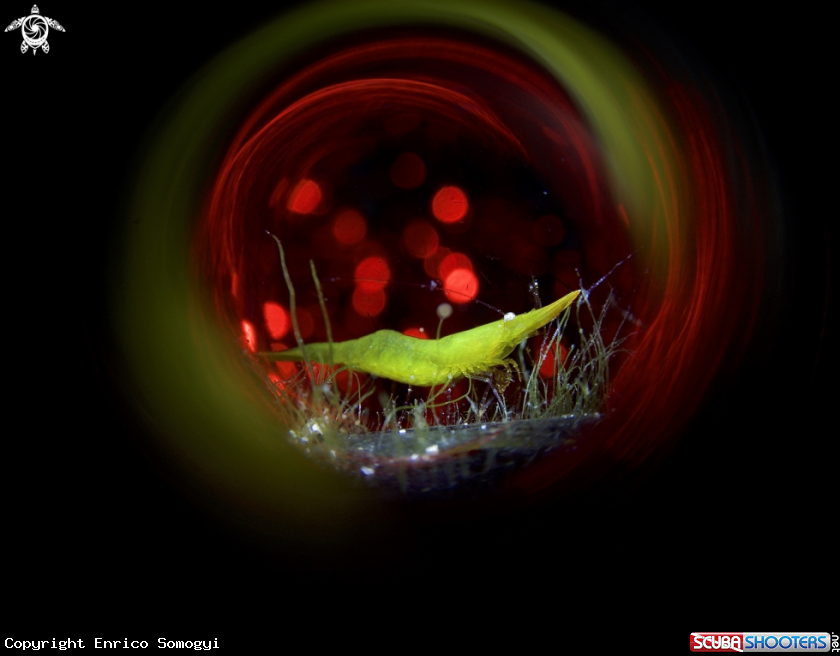 A Seagrass Shrimp