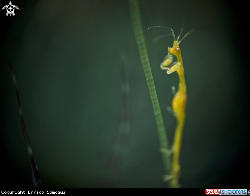 A Skeleton Shrimp