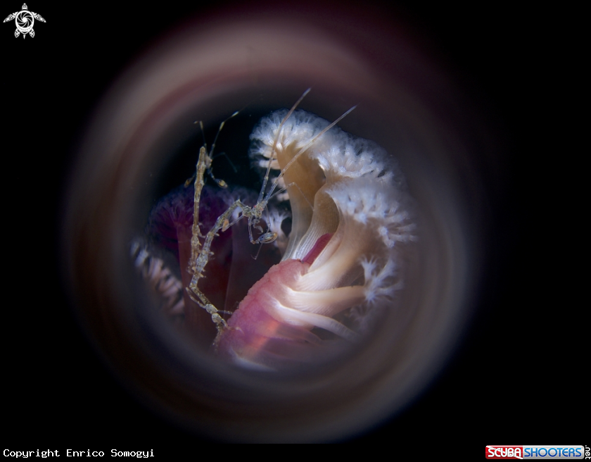 A Skeleton Shrimp