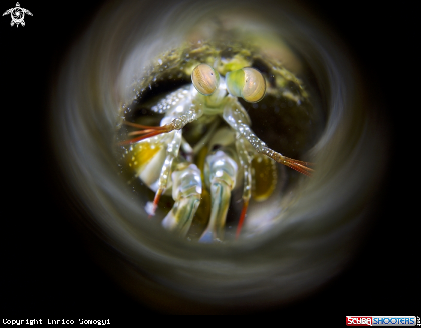 A Mantis Shrimp