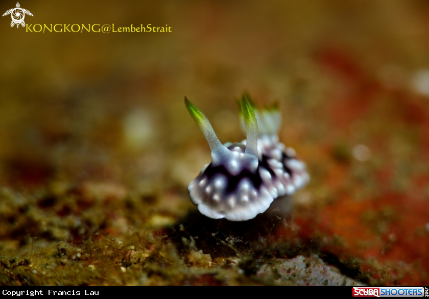 A Nudibranch