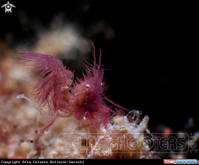 A Hairy shrimp
