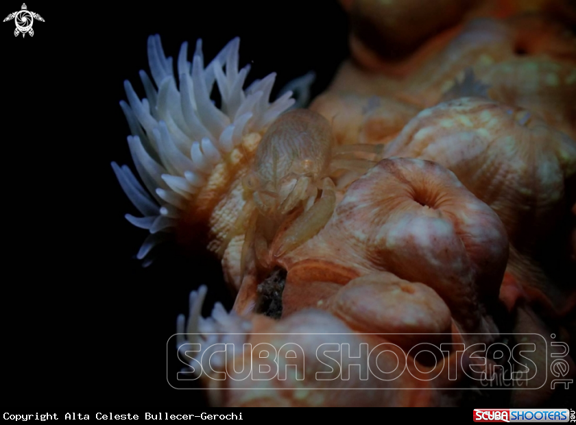 A Masudai shrimp