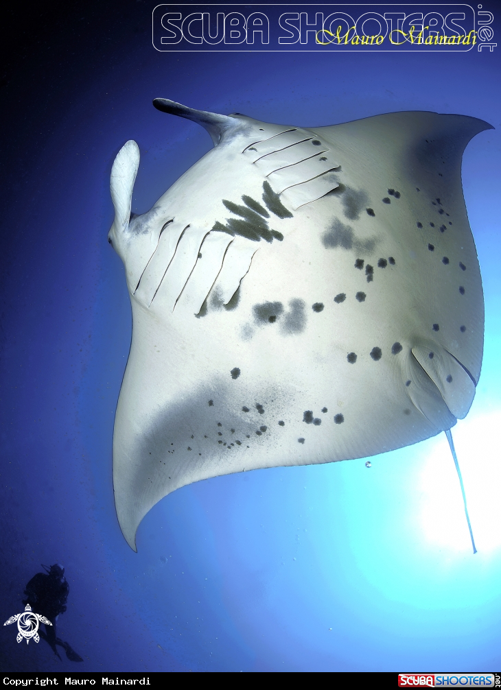 A Manta