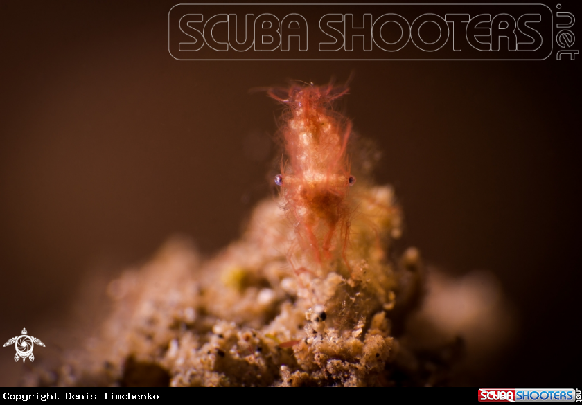 A ARTHROPODS