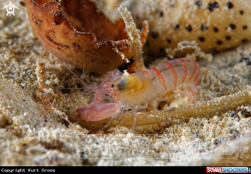 A Knall Krebs, Pistol crab