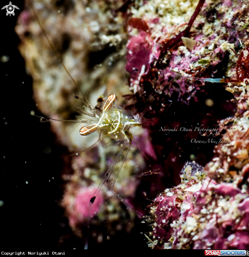 A Caridean shrimp