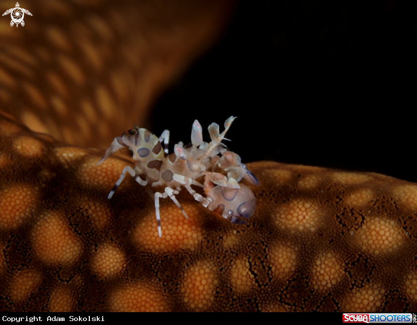 A Harlequin shrimp
