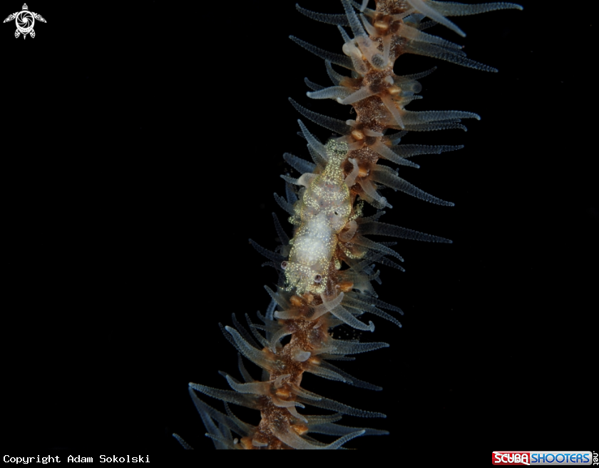 A Shrimp