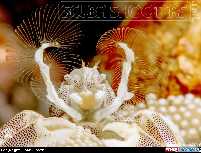 A Porcelain Crab