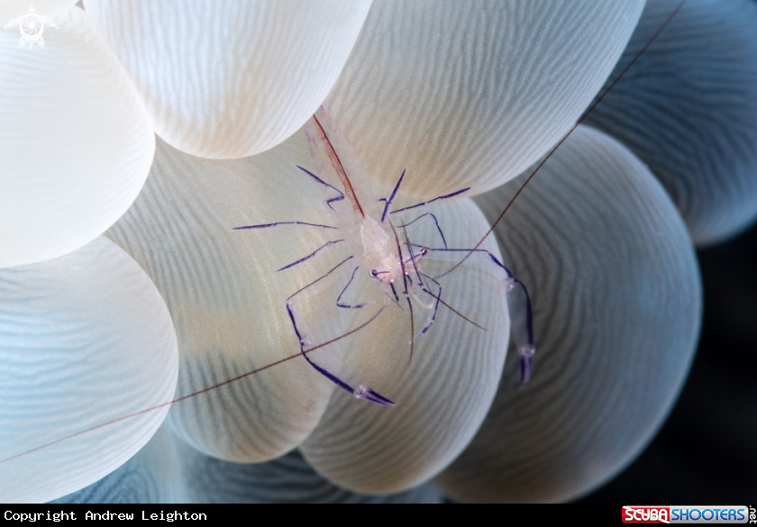 A Bubble Coral Shrimp