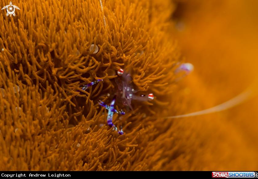 A Anemone Shrimp