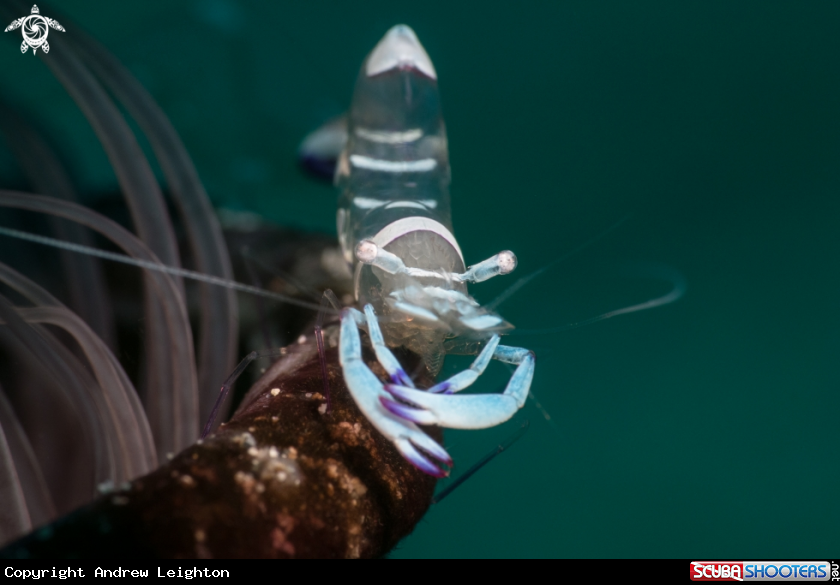 A Anemone Shrimp