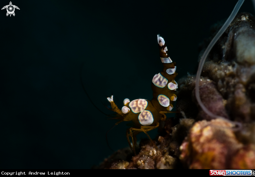 A Sexy Shrimp