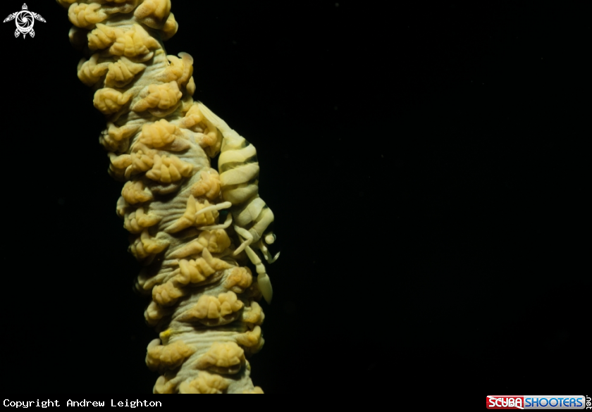 A Whip Coral Shrimp