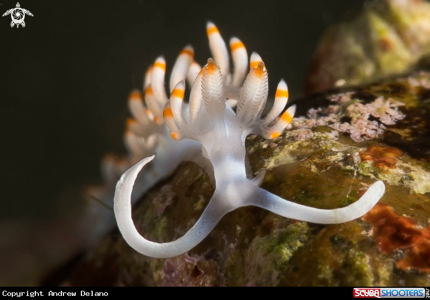 A Nudibranch