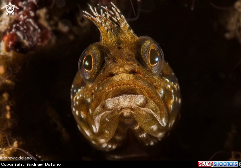 A Blenny