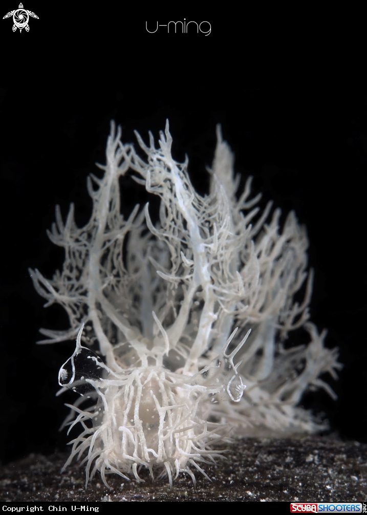 A Holy Grail Nudi