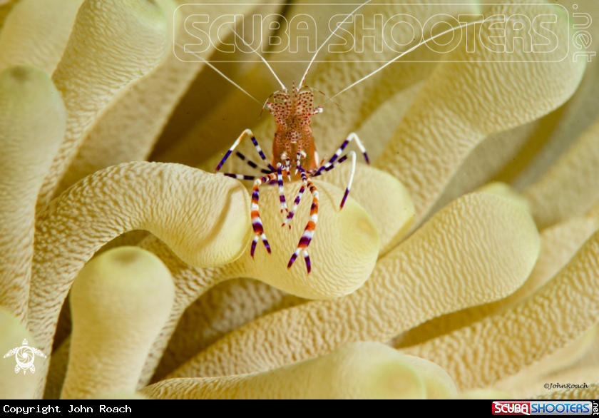 A Spotted cleaner shrimp