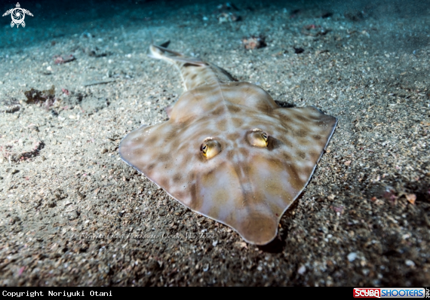 A Brown guitarfish