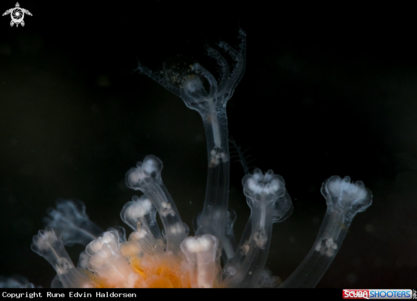 A Dead mans fingers 