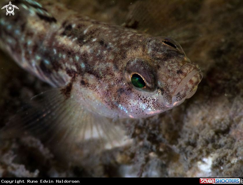 A Goby