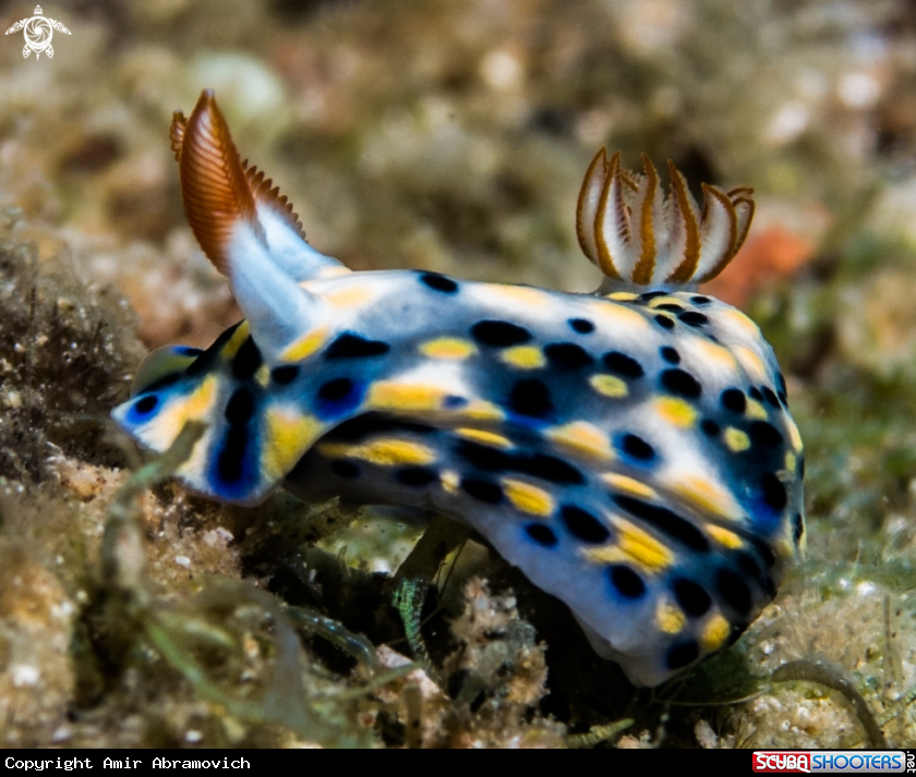 A underwater creature