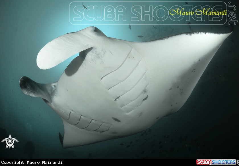 A Manta