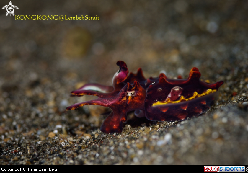 A Flambouyant cuttlefish