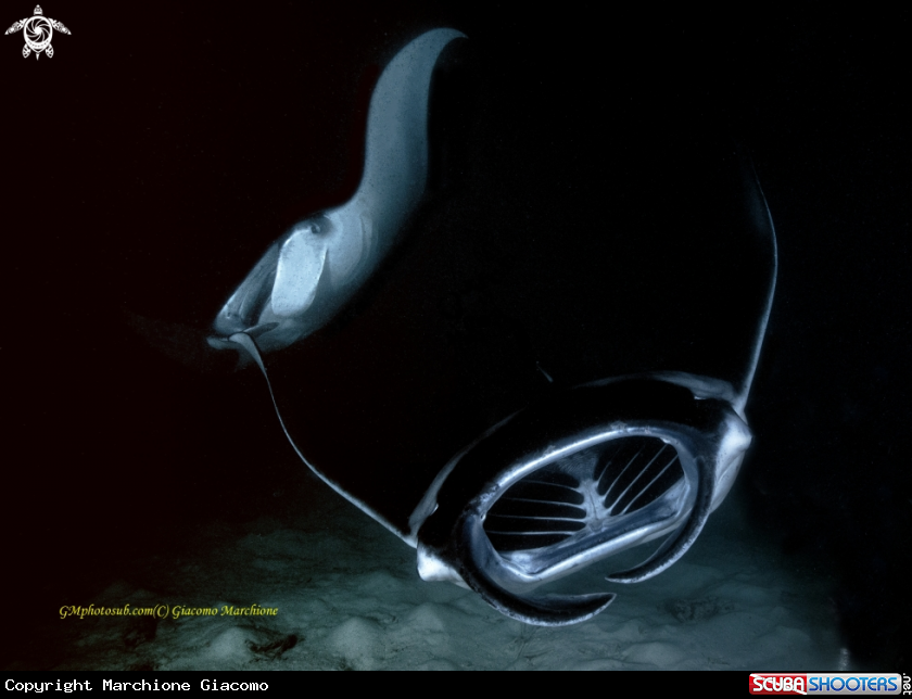 A Manta birostris