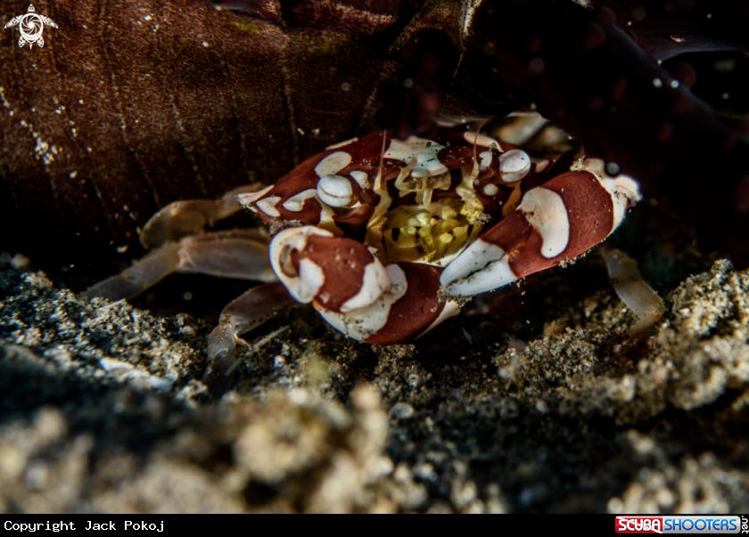 A Harlequin crab