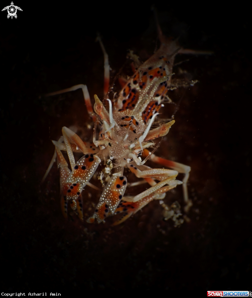 A Tiger shrimp