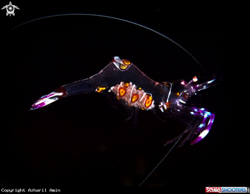 A Anemone Shrimp