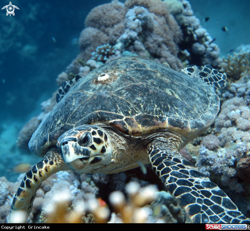 A Turtle