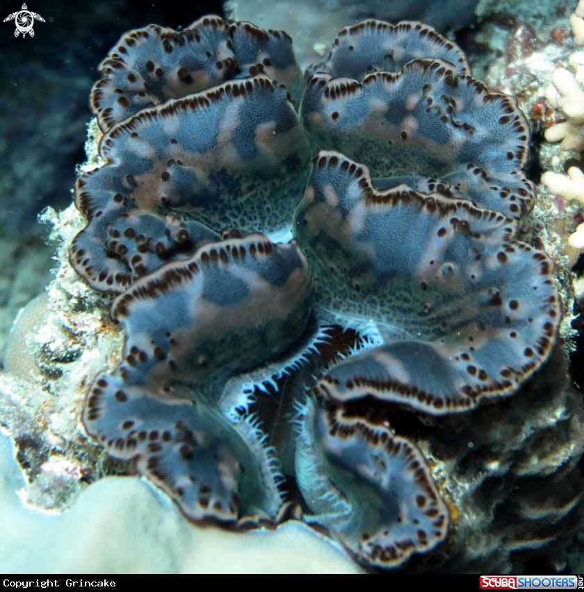 A Tridacna