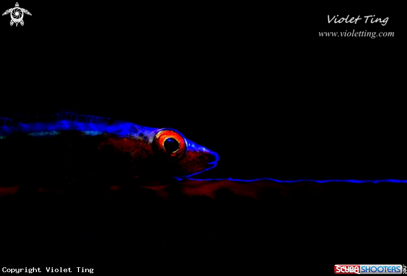 A Goby on whipcoral