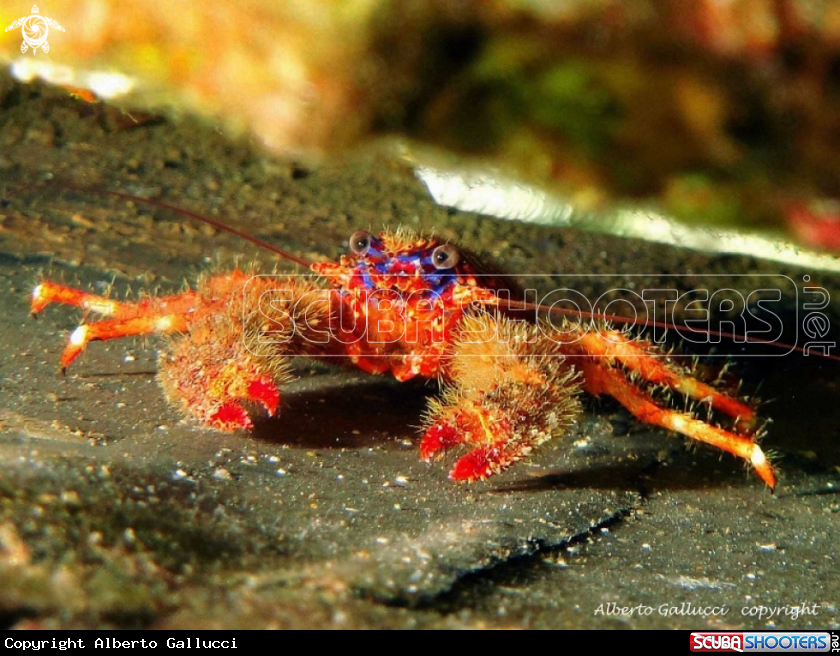 A underwater creature
