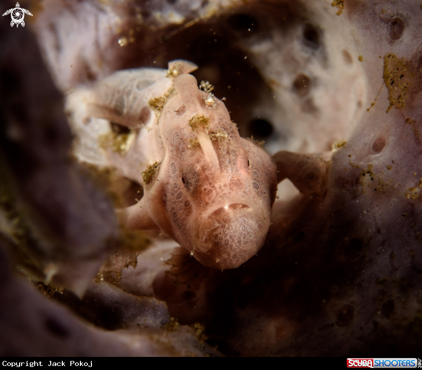 A Painted frogfish