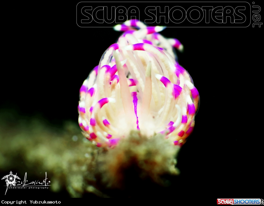 A Flabellina