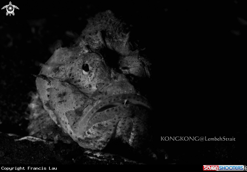 A Scorpion Fish