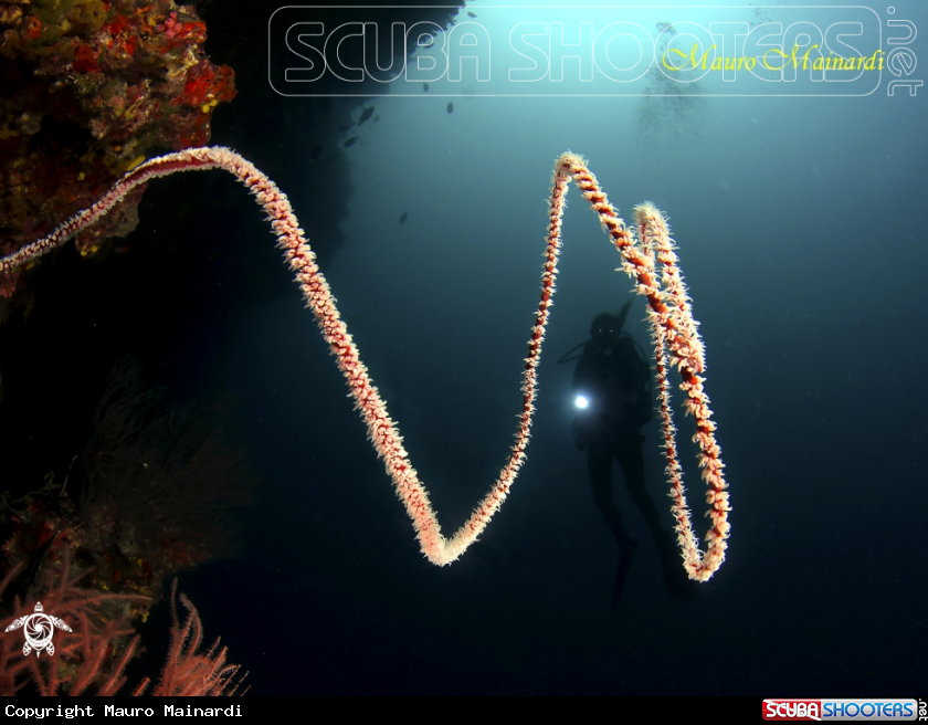 A Whip coral