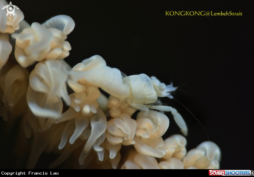 A Wire Coral shrimp