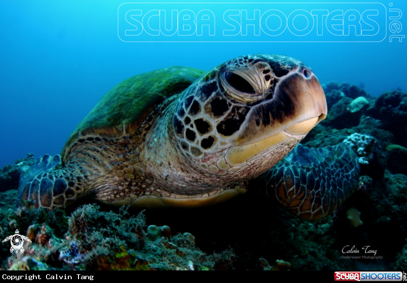 A Green Sea Turtle