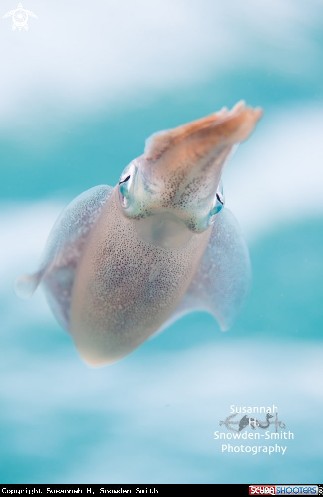 A Caribbean reef squid