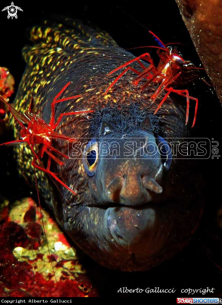 A Moray and shrimps
