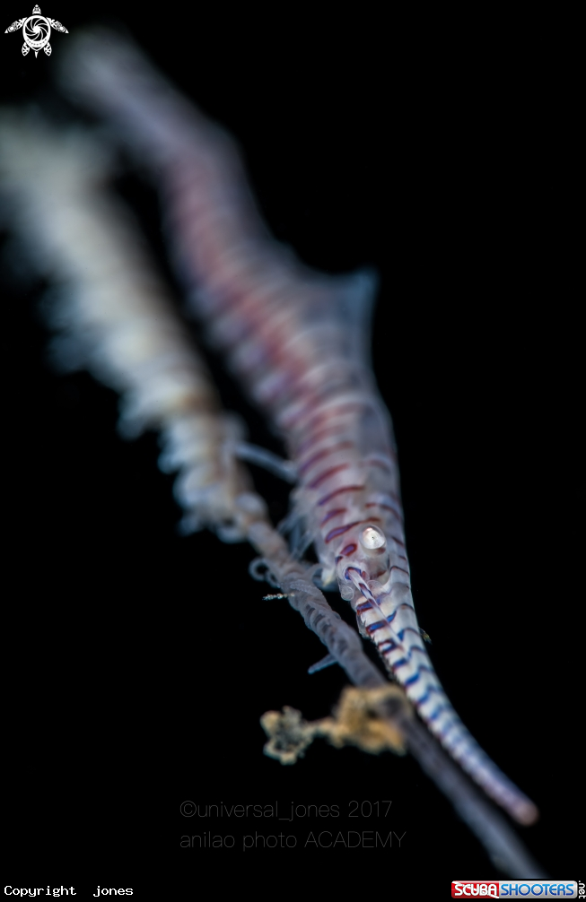 A Banded Saw Blade Shrimp
