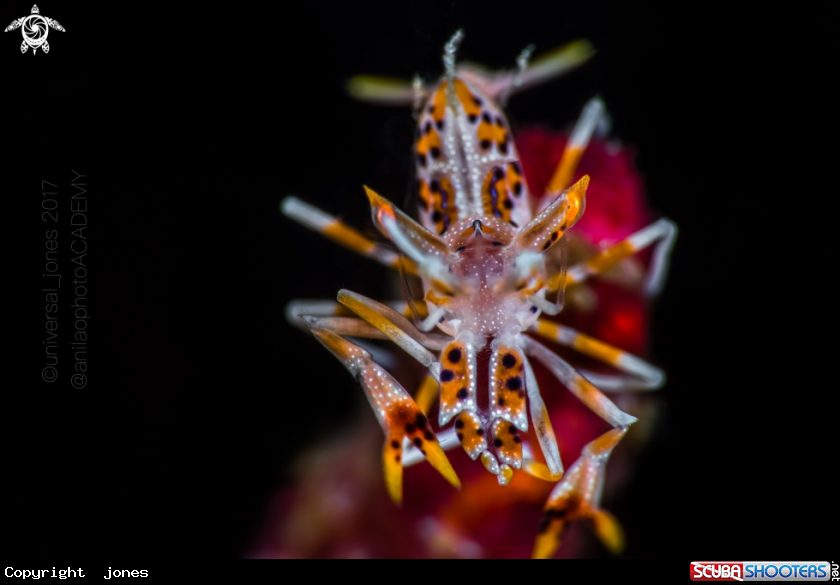 A Tiger Shrimp