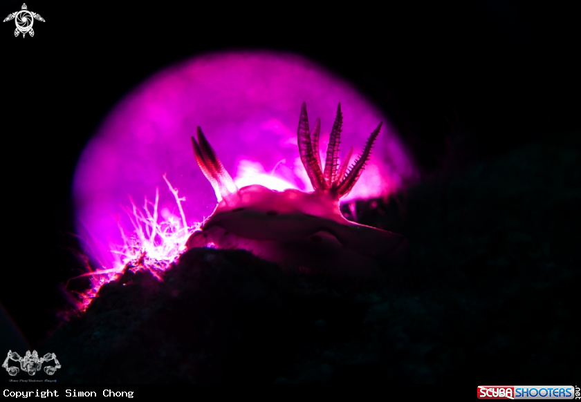 A Nudi